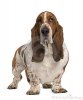 basset-hound-4-years-old-13816310.jpg