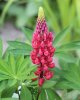 Lupins6870.jpg