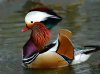 mandarin_duck.jpg