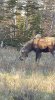 cow moose 1.jpg