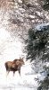 Moose in Snow.jpg