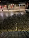 IMG_20260319_170011_408.jpg