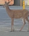 IMG_0707.jpeg