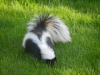 Yard Skunk.png