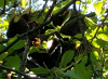 Porcupine.png