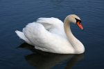 640px-Mute_swan_Vrhnika.jpg